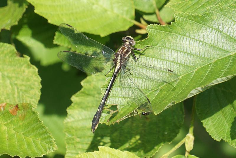 Photo of Ashy Clubtail