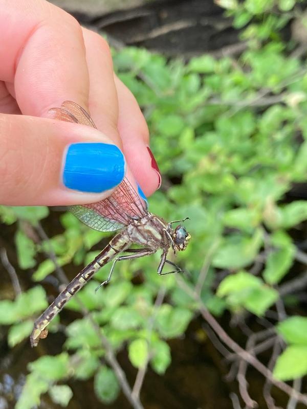 Photo of Ashy Clubtail