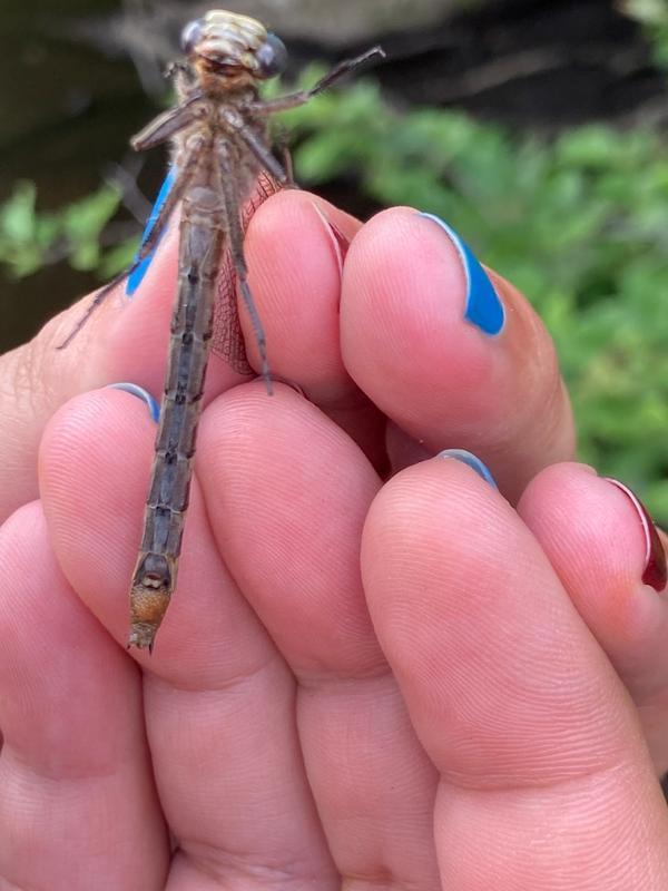 Photo of Ashy Clubtail