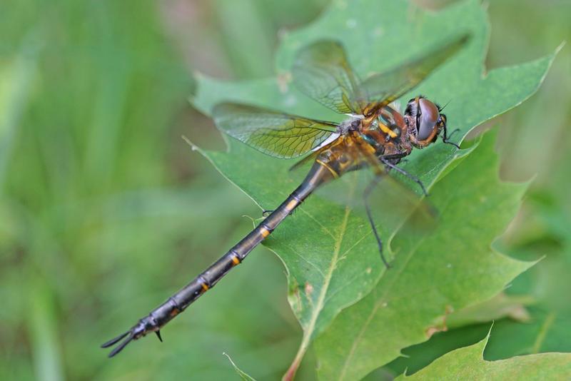 Photo of Williamson's Emerald