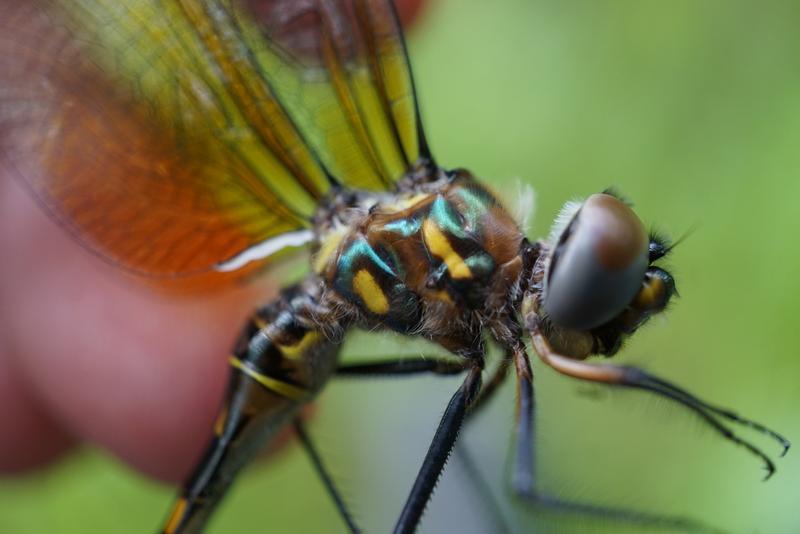 Photo of Williamson's Emerald