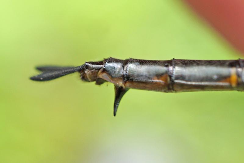 Photo of Williamson's Emerald