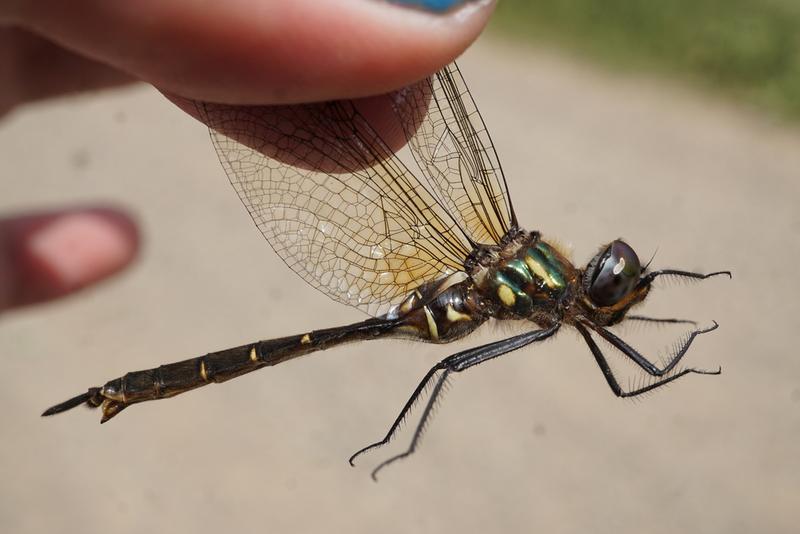 Photo of Brush-tipped Emerald