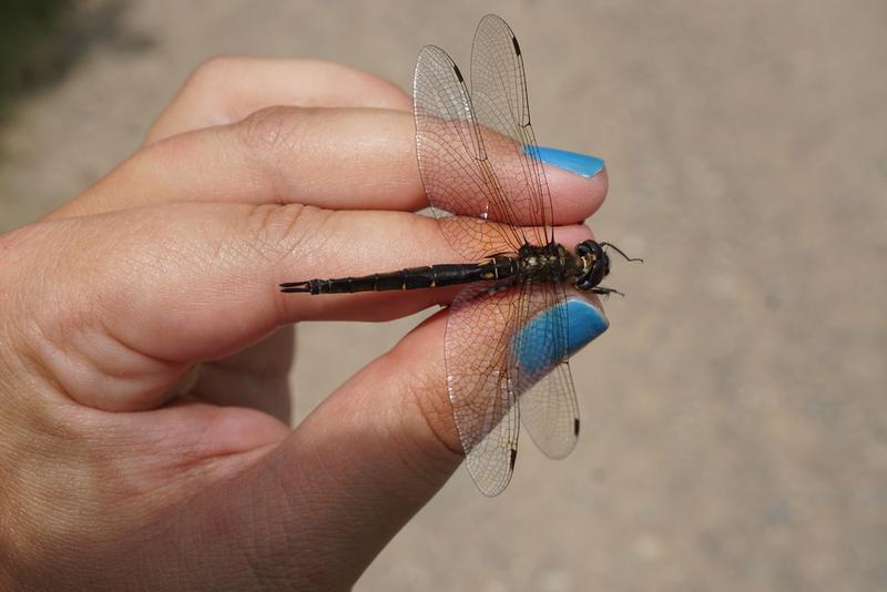 Photo of Brush-tipped Emerald