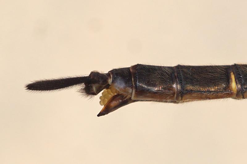 Photo of Brush-tipped Emerald