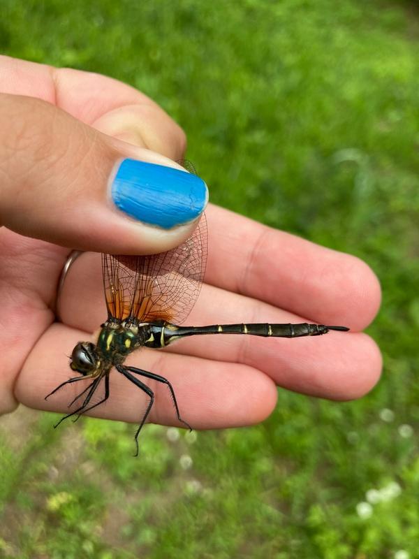 Photo of Brush-tipped Emerald