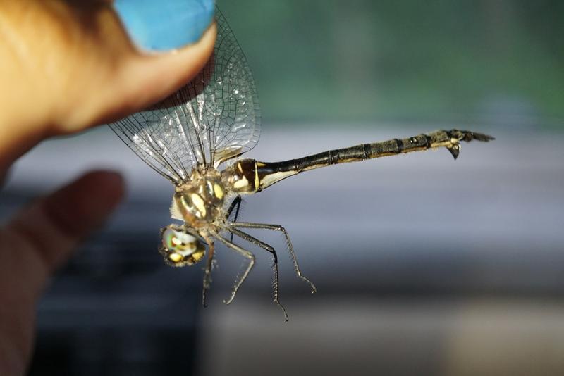 Photo of Ski-tipped Emerald