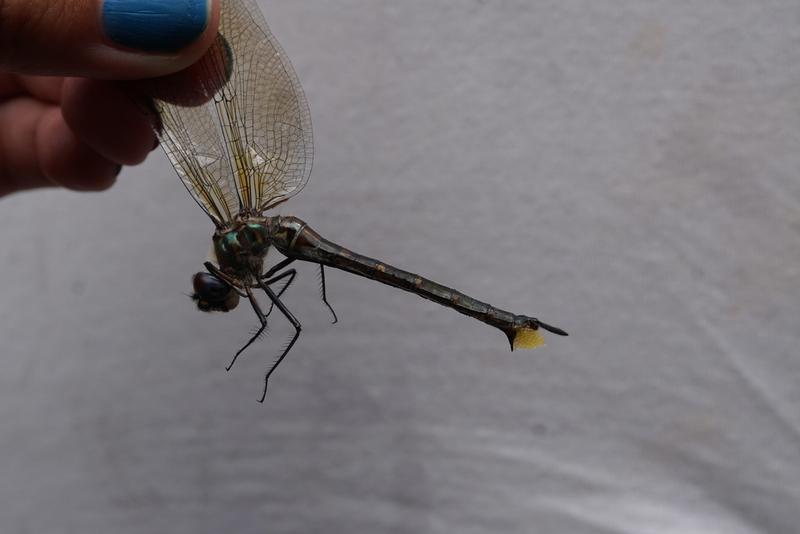 Photo of Williamson's Emerald