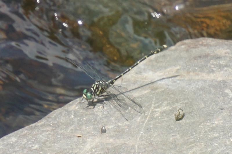 Photo of Eastern Least Clubtail