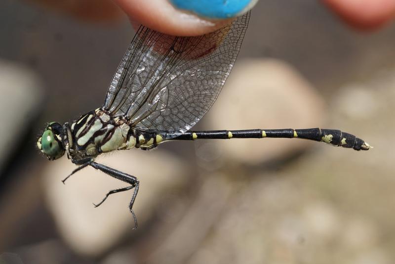 Photo of Eastern Least Clubtail