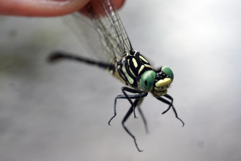 Photo of Eastern Least Clubtail