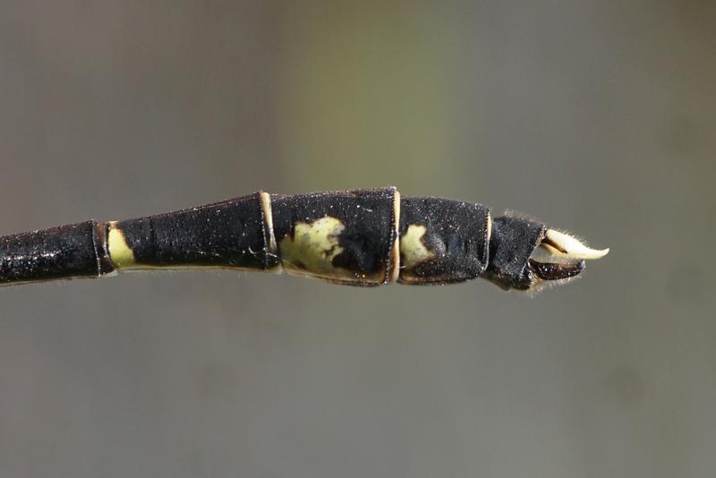 Photo of Eastern Least Clubtail