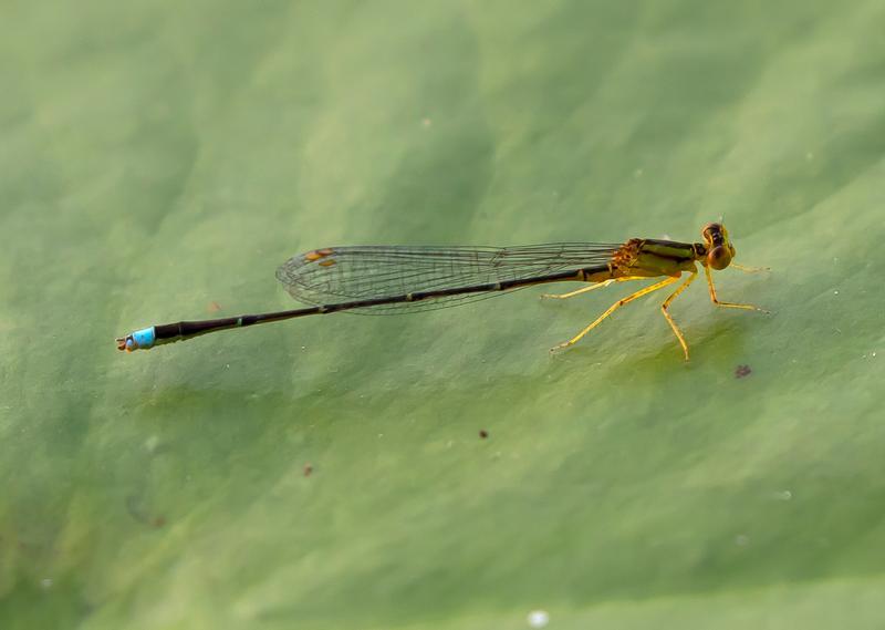 Photo of Vesper Bluet