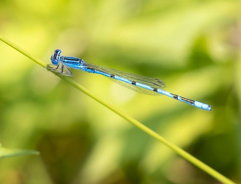 Photo of Double-striped Bluet