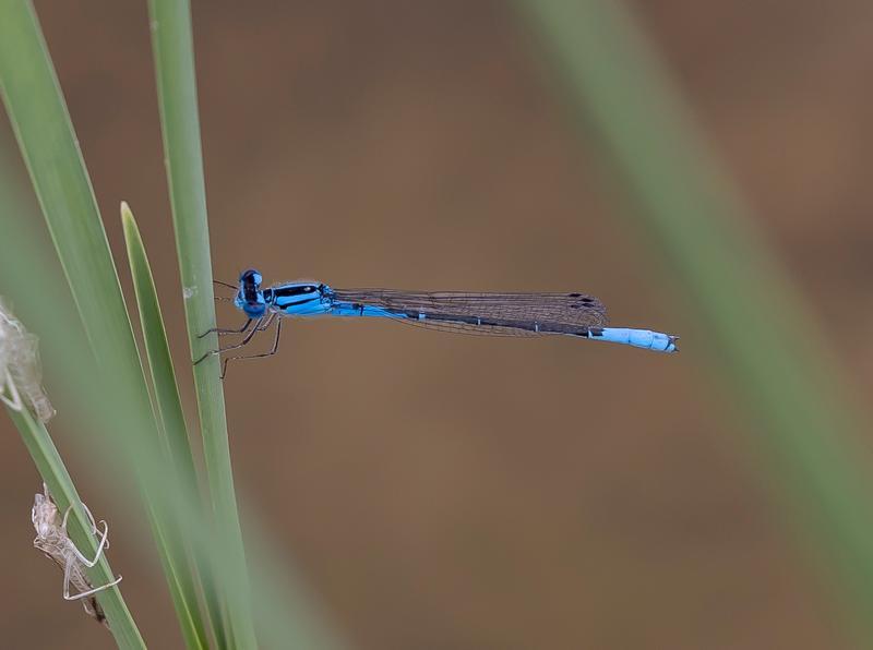 Photo of Azure Bluet