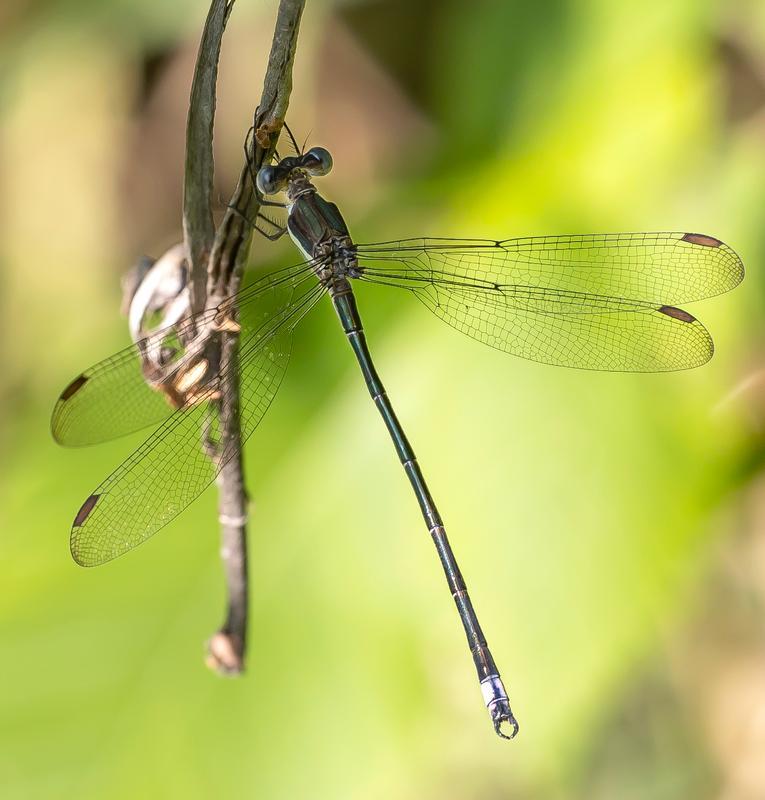 Photo of Great Spreadwing