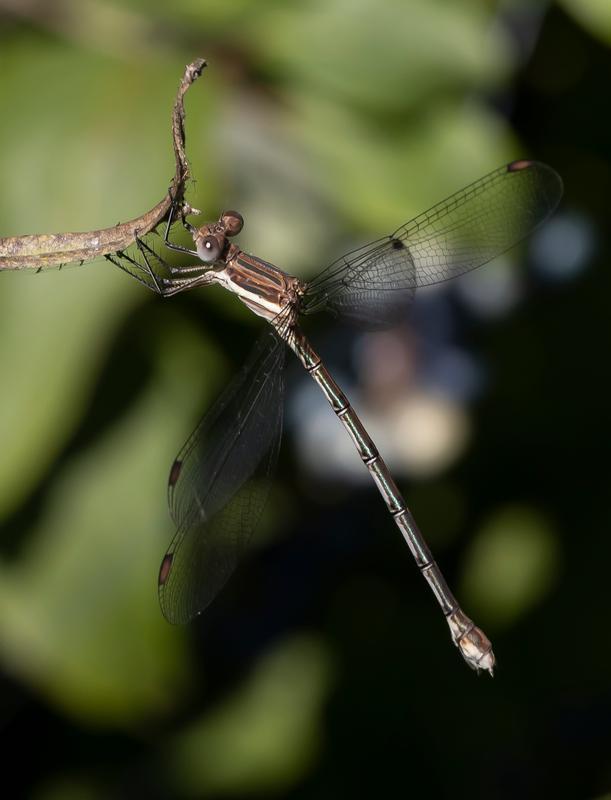 Photo of Great Spreadwing