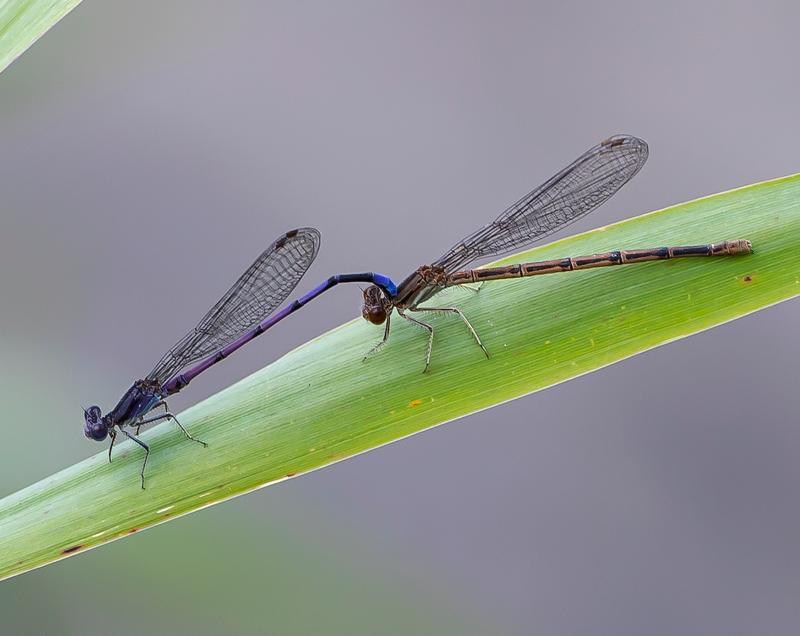 Photo of Variable Dancer (Violet Dancer ssp.)