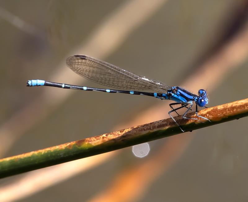 Photo of Blue-ringed Dancer