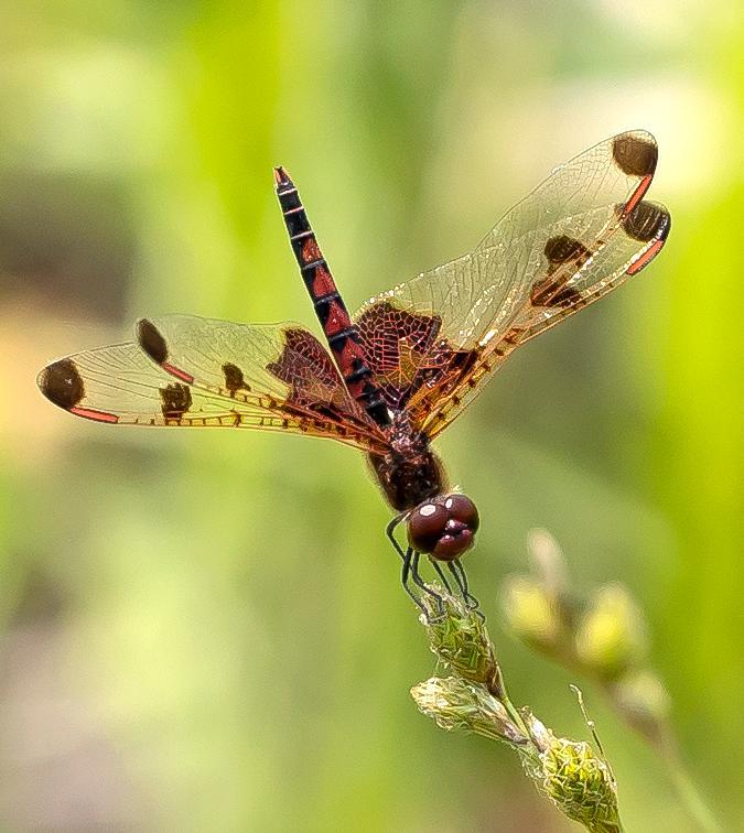 Photo of Calico Pennant