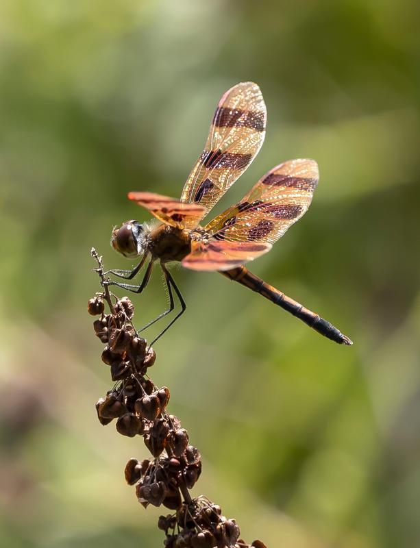 Photo of Halloween Pennant