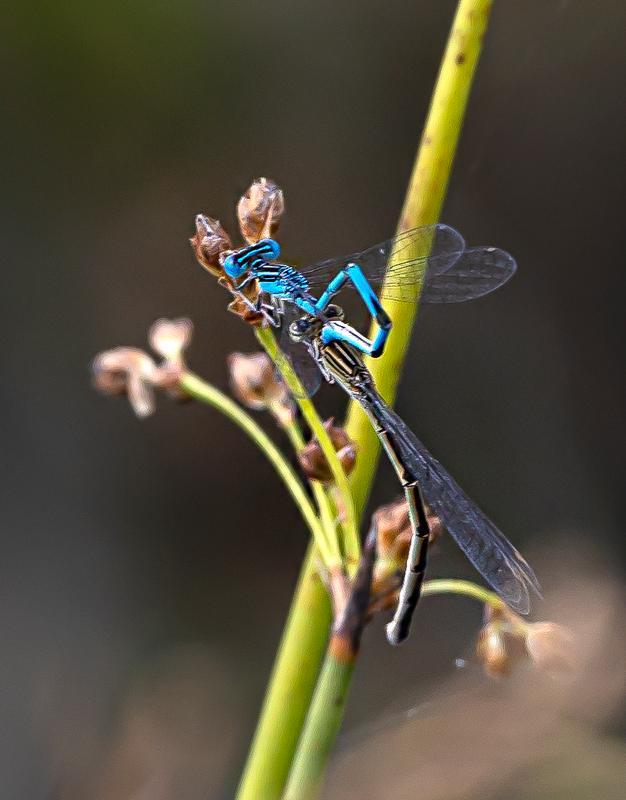 Photo of Double-striped Bluet