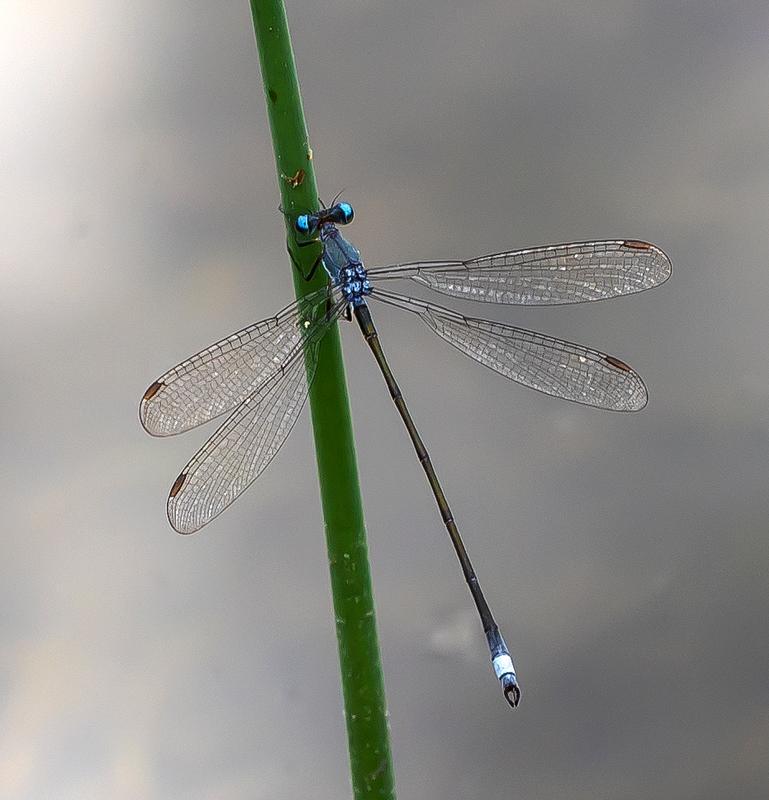 Photo of Swamp Spreadwing