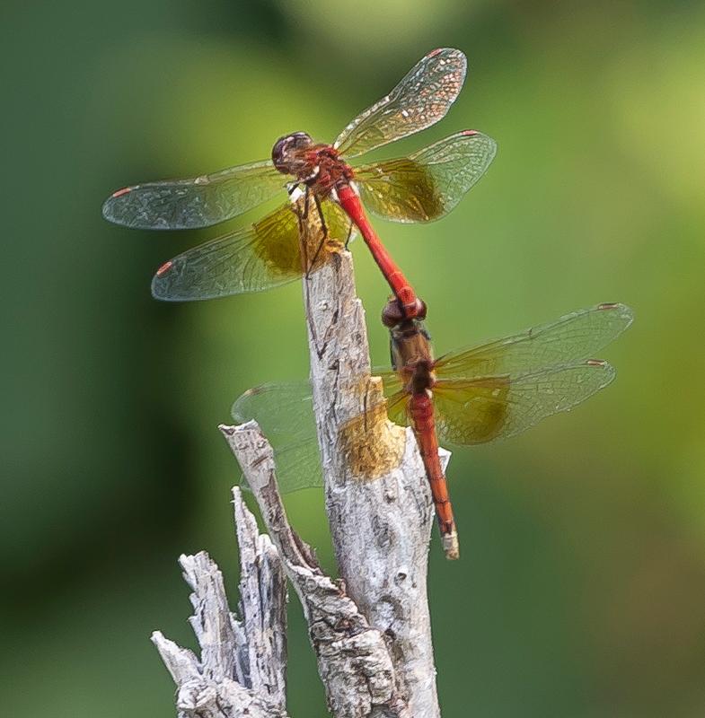 Photo of Band-winged Meadowhawk