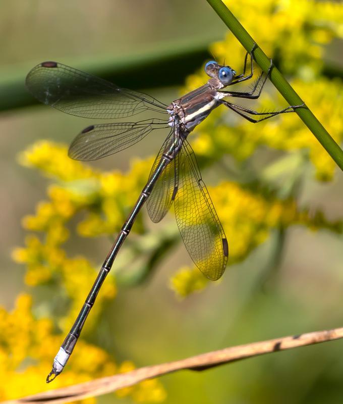 Photo of Great Spreadwing