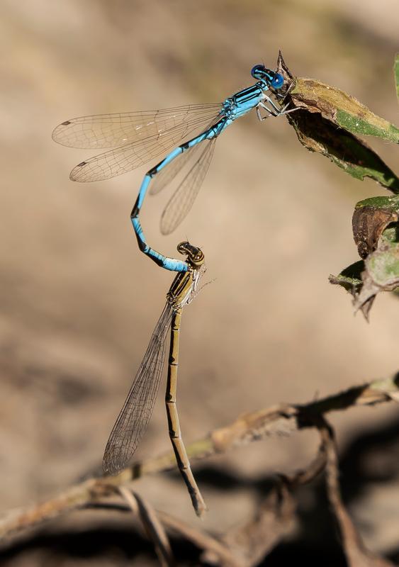 Photo of Double-striped Bluet