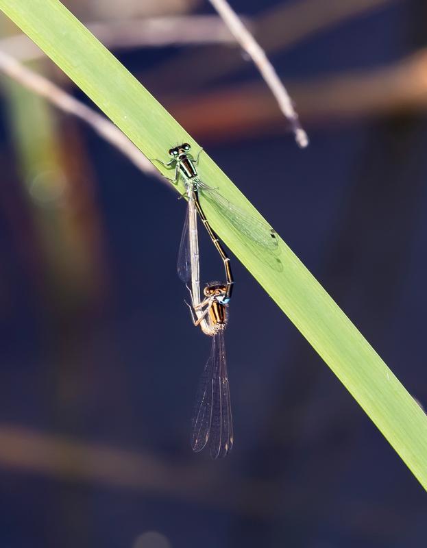 Photo of Eastern Forktail