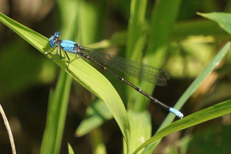 Photo of Blue-fronted Dancer