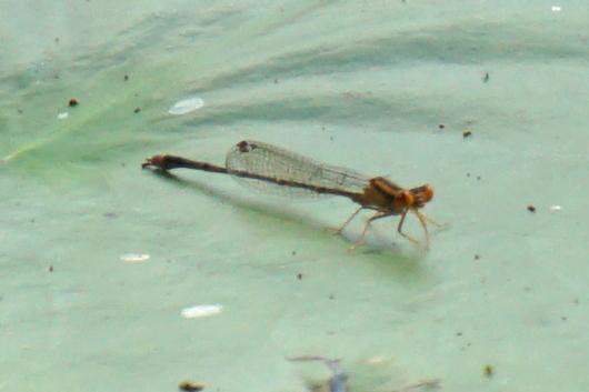 Photo of Orange Bluet