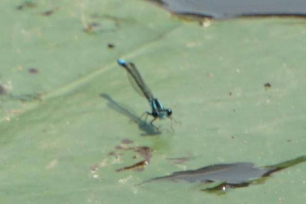 Photo of Skimming Bluet