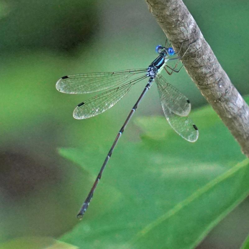 Photo of Slender Spreadwing