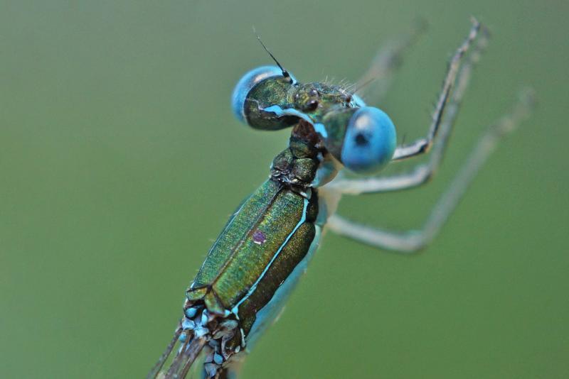 Photo of Sphagnum Sprite