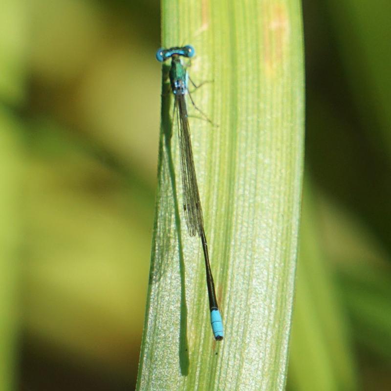 Photo of Sphagnum Sprite