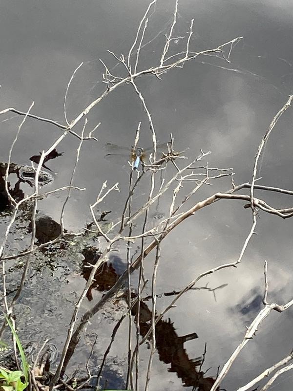 Photo of Blue Dasher