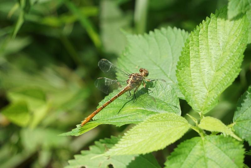 Photo of Russet-tipped Clubtail