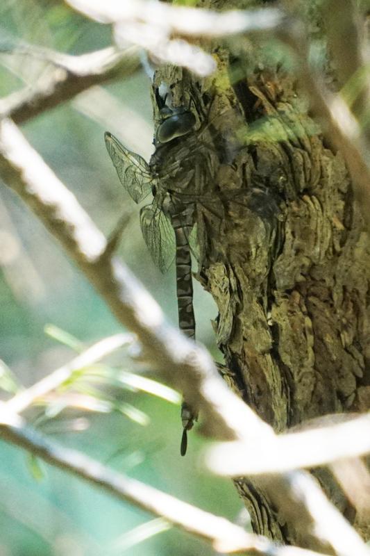 Photo of Canada Darner