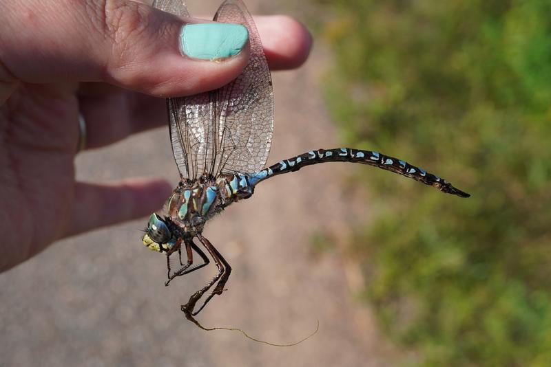 Photo of Lake Darner