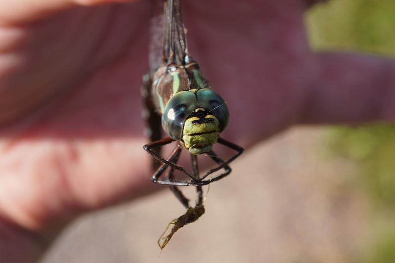 Photo of Lake Darner