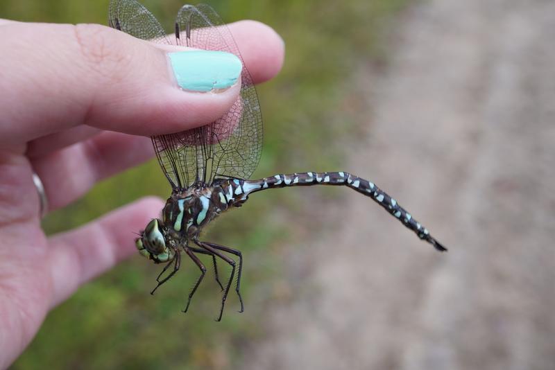 Photo of Subarctic Darner