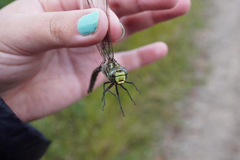 Photo of Subarctic Darner