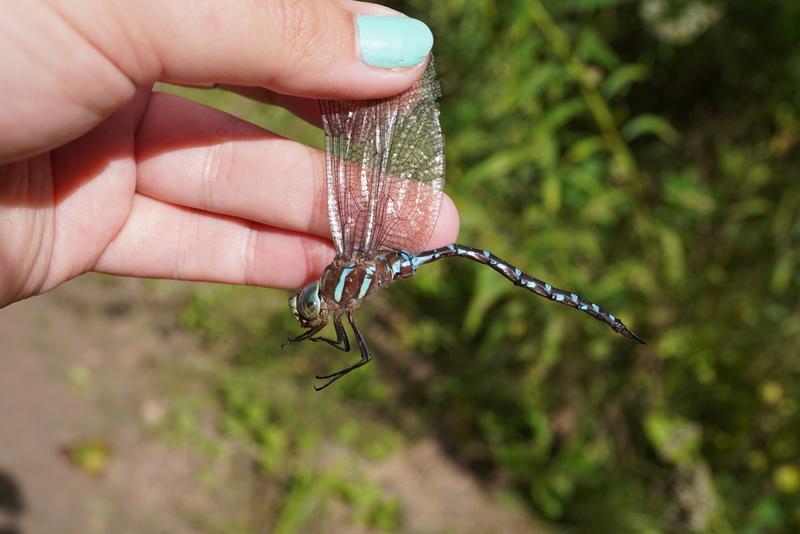 Photo of Black-tipped Darner