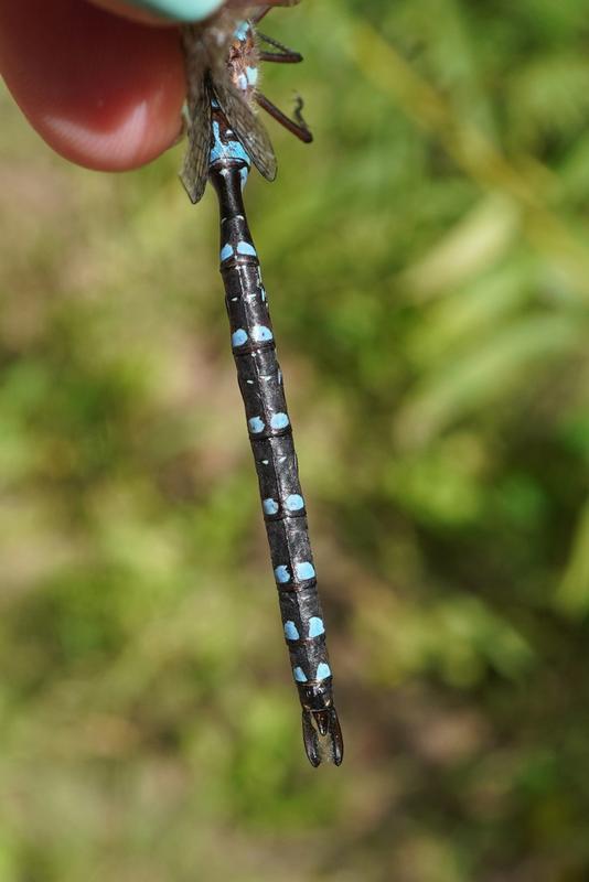 Photo of Black-tipped Darner