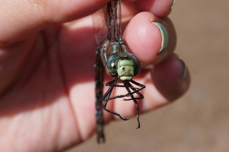 Photo of Black-tipped Darner