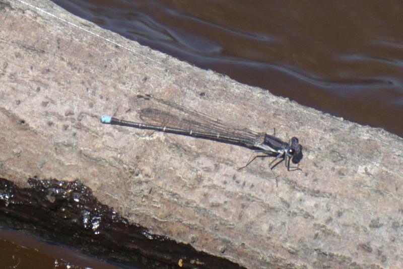 Photo of Blue-tipped Dancer