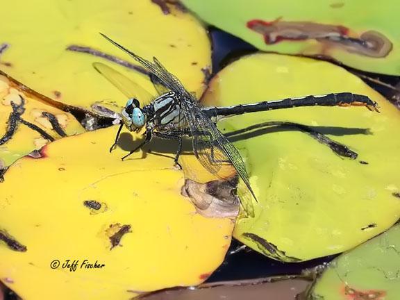 Photo of Lilypad Clubtail