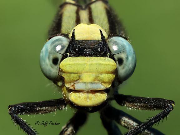 Photo of Horned Clubtail